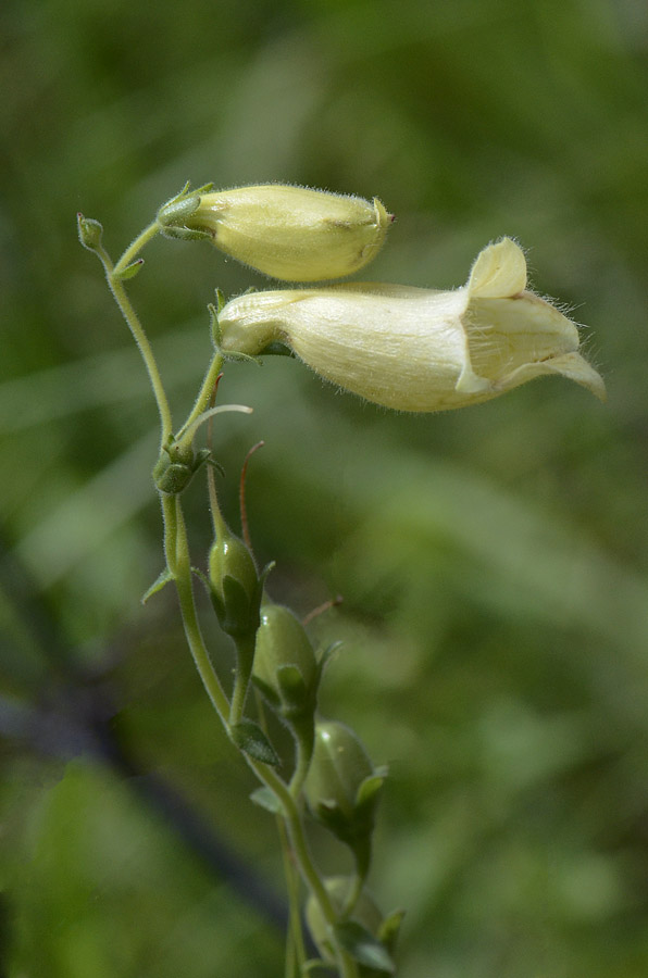 Digitalis lutea  / Digitale gialla piccola